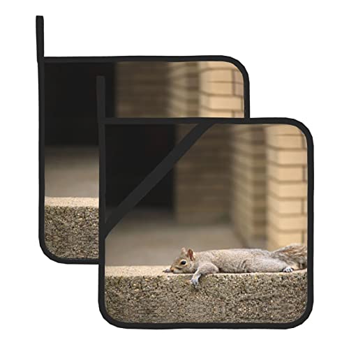 Squirrel Just Laying - Agarraderas resistentes al calor de 8 x 8 pulgadas, resistentes al calor, almohadillas calientes para horno con bolsillos, para cocina, hornear y cocinar